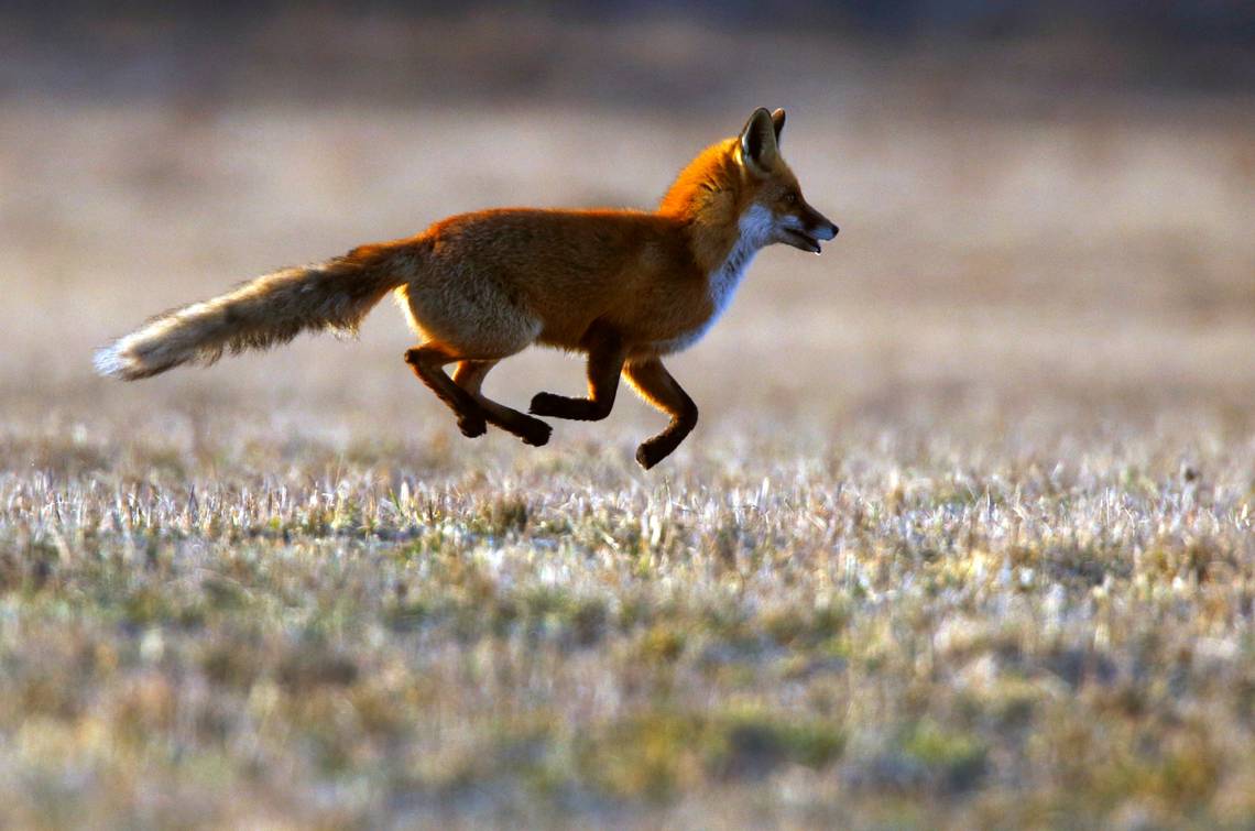 Worried about rabies? Here’s what to do if you’re bitten by an animal