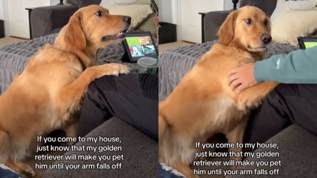 Video: Golden Retriever Makes People Pet Him Forever - AOL.com