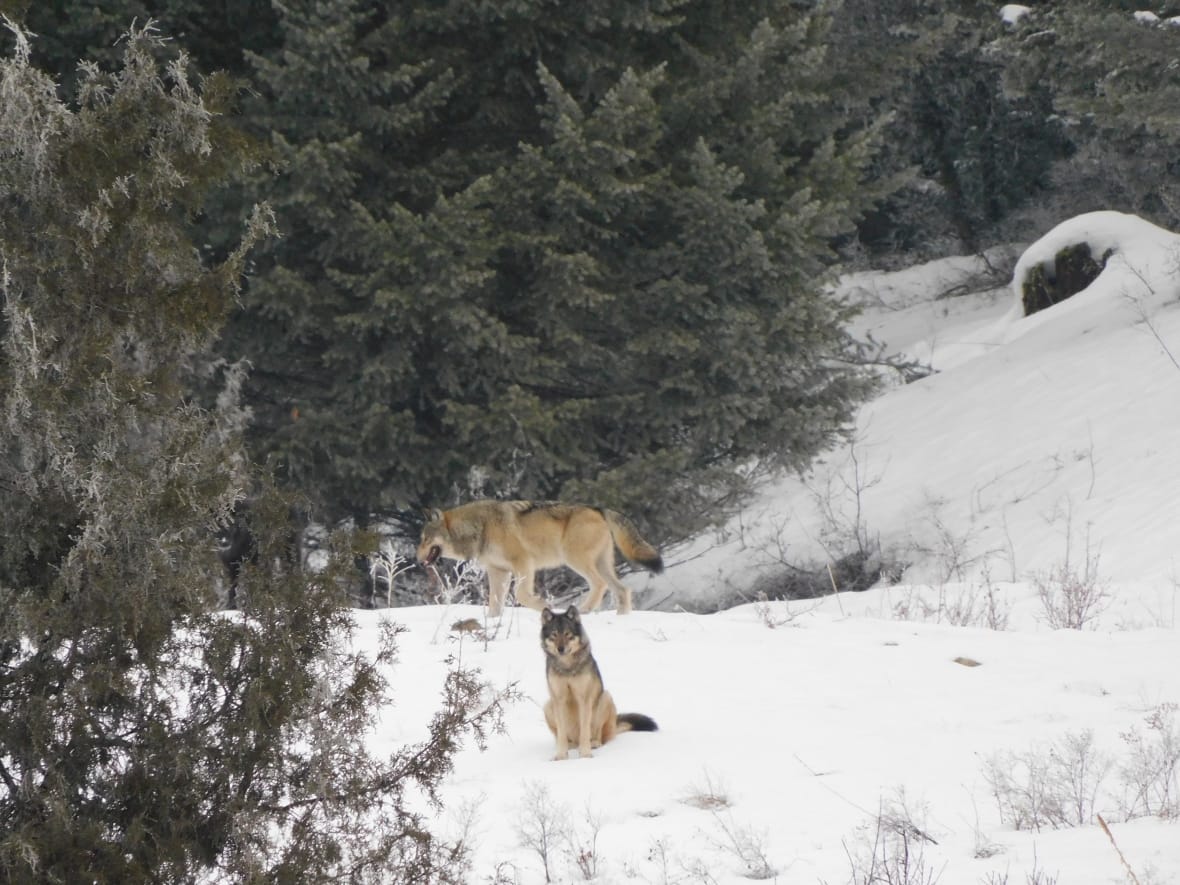 Kelowna man photographs rare encounter with pack of wolves