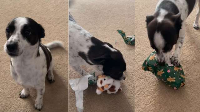 Little Puppy Unwraps Christmas Present From Mom & Dad in Video - Yahoo