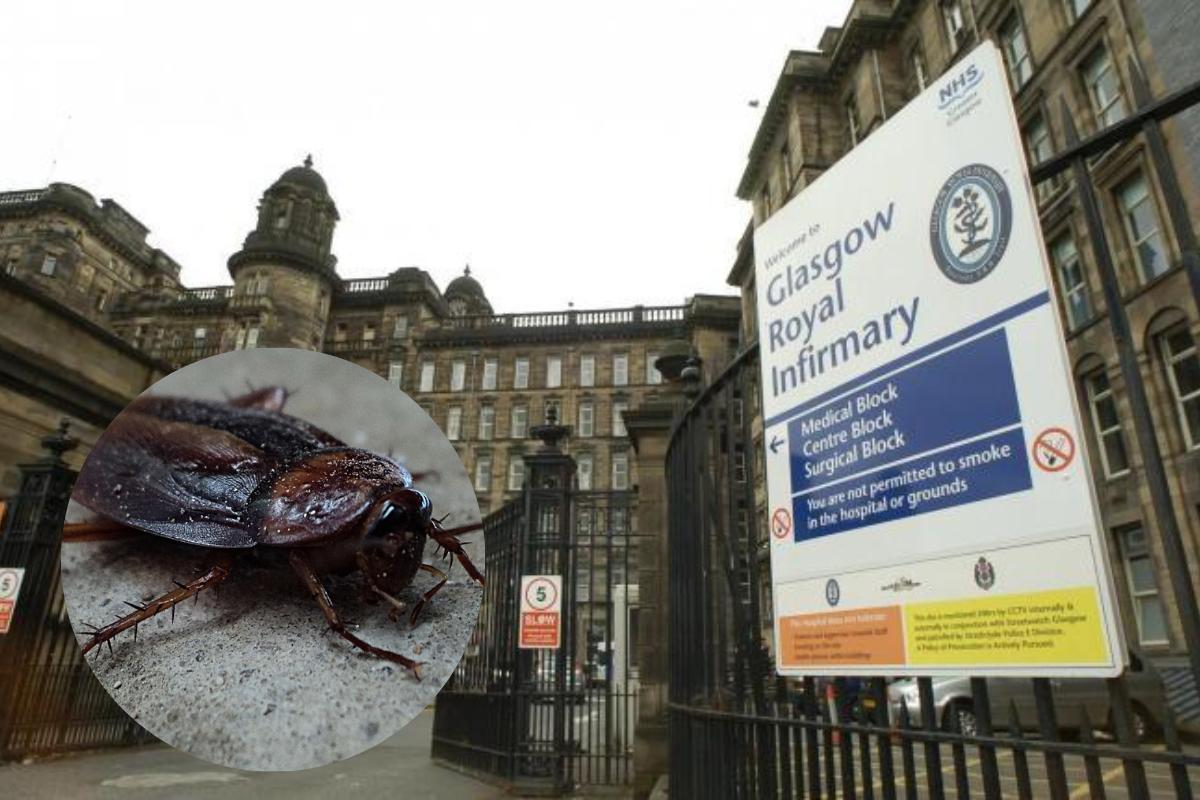 MAJOR Glasgow hospital hit with cockroach infestation