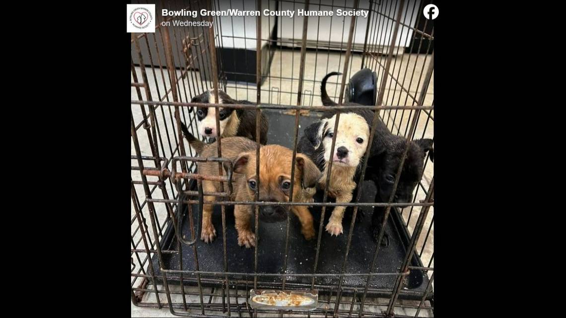 Would a ban on the sale of puppies and kittens in Lexington force pet