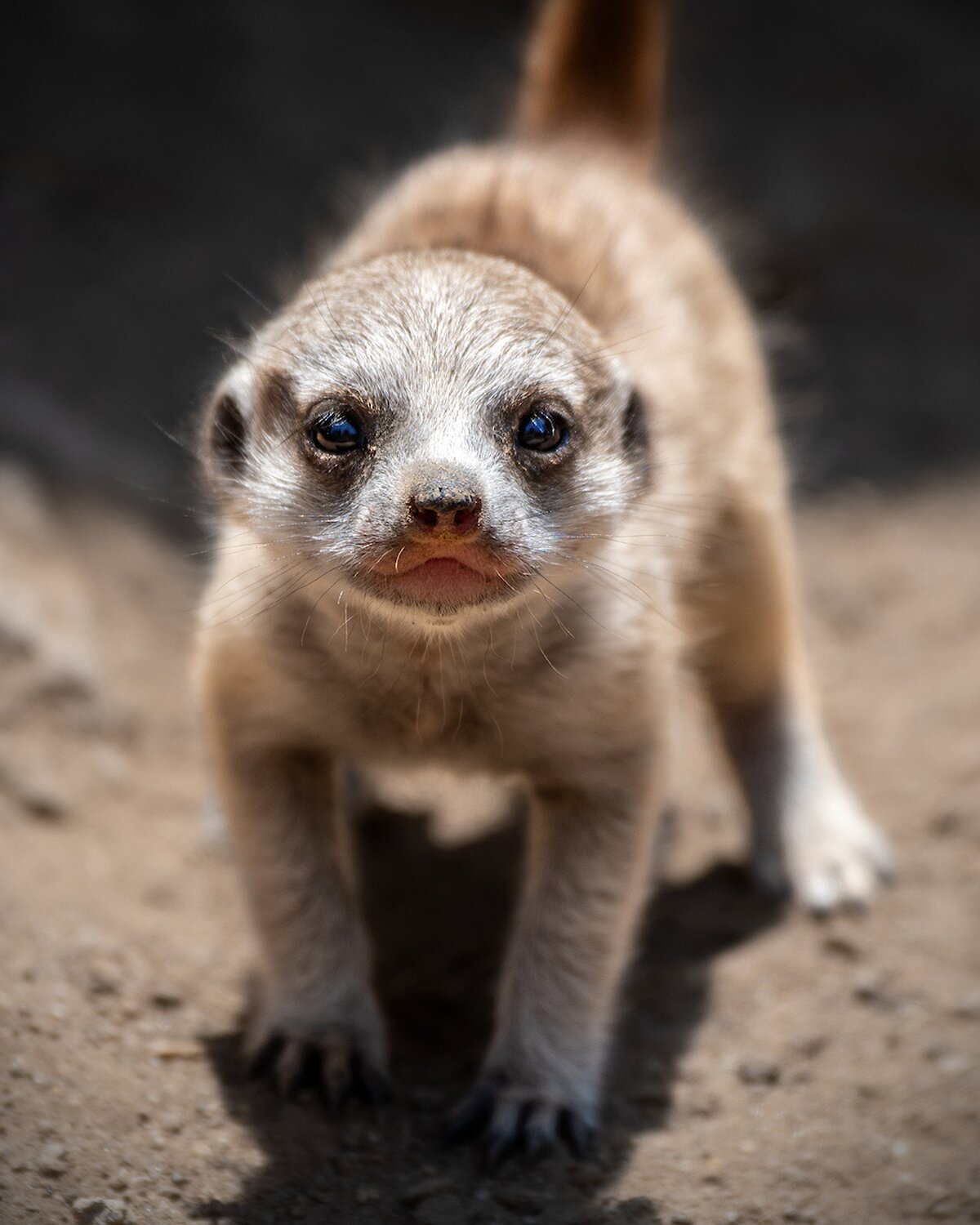 L.A. Zoo 4 'Energetic' Meerkat Pups — and They're Already Busy