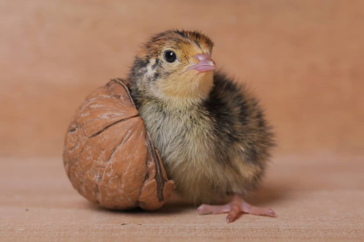 Farmer Introduces 2DayOld Quail Chicks and They're Tinier Than a