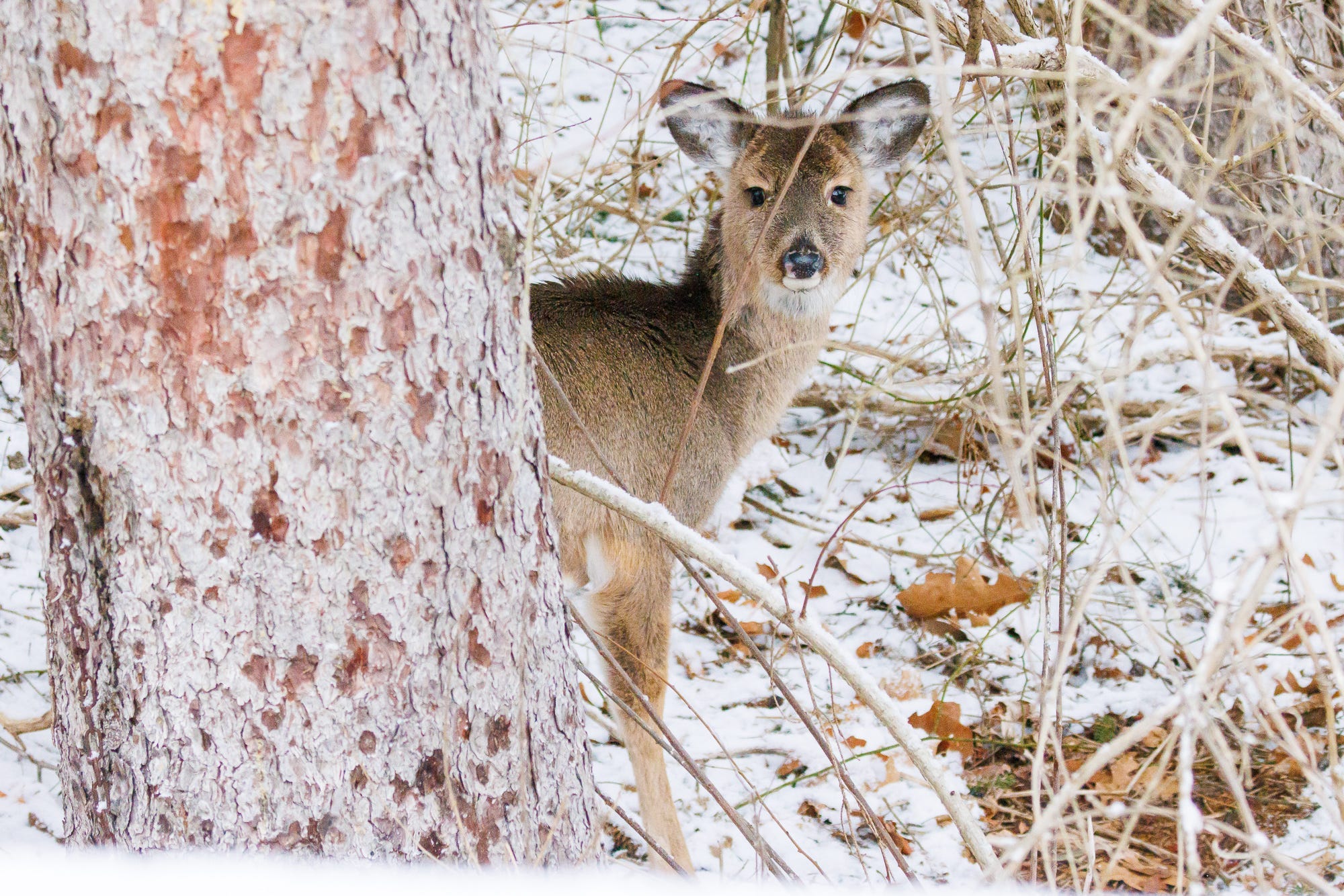 A white-tailed deer forages along Impounding Dam Road in the snow, Saturday, Jan. 17, 2026, in West Manheim Township, Pa.