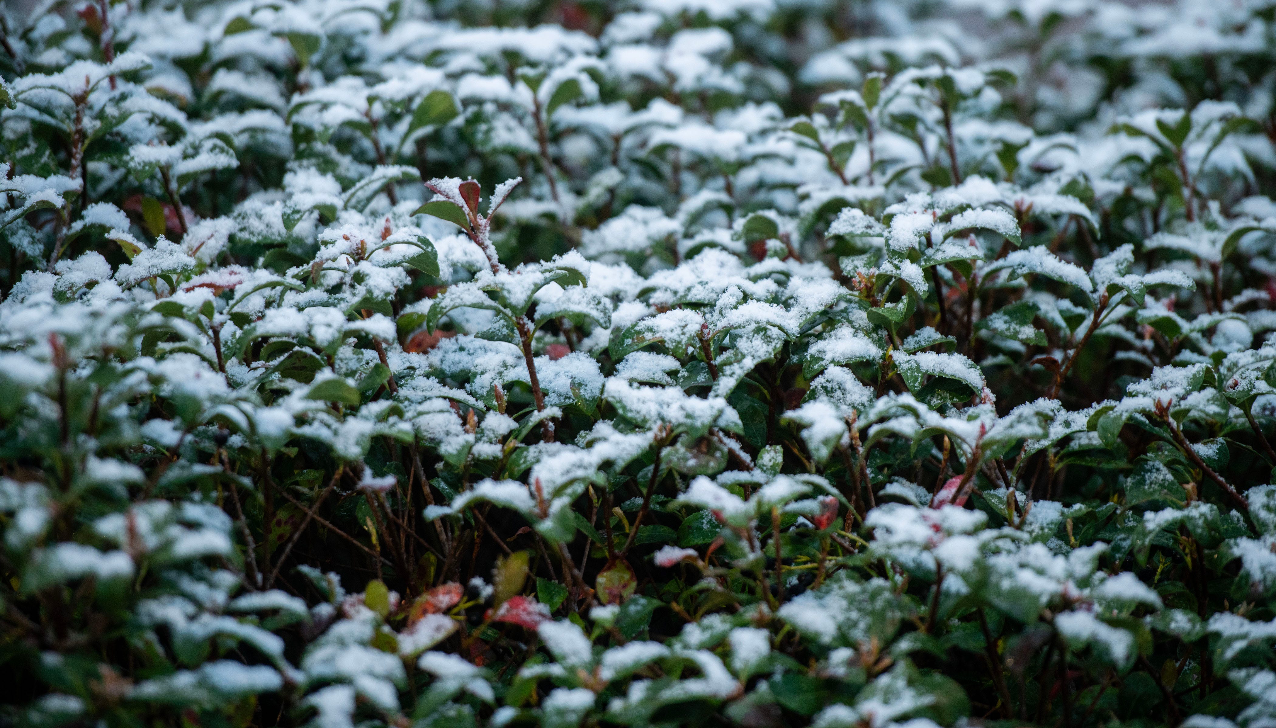 Snow falls early Sunday morning Jan. 18, 2026 off University Pkwy in Pensacola, Fla.